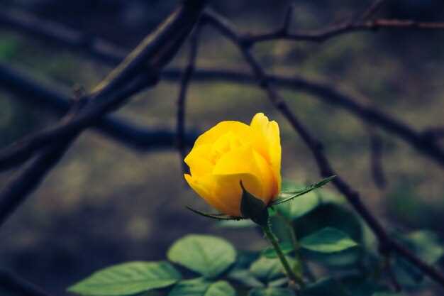 Всеобщее заблуждение: желтые розы – символ печали?